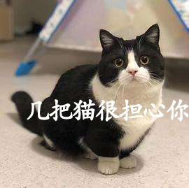 几把猫