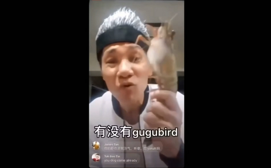 gugubird