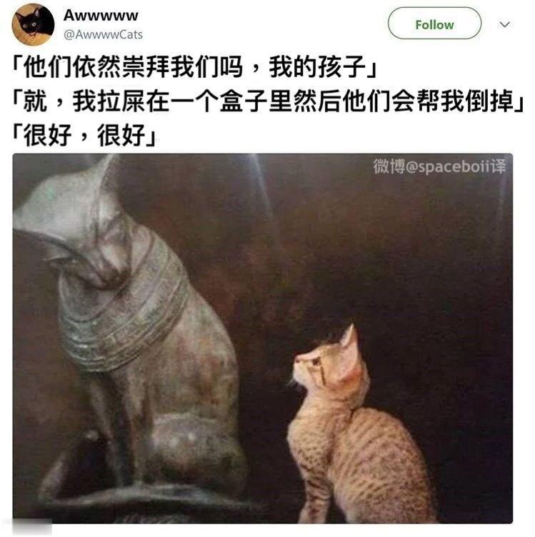 地球猫猫教